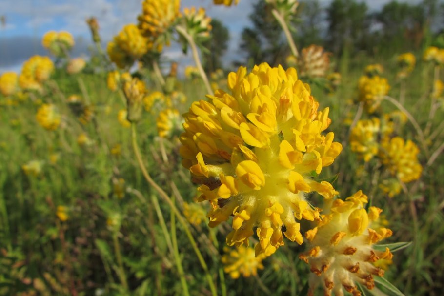 Астрагал и люцерна