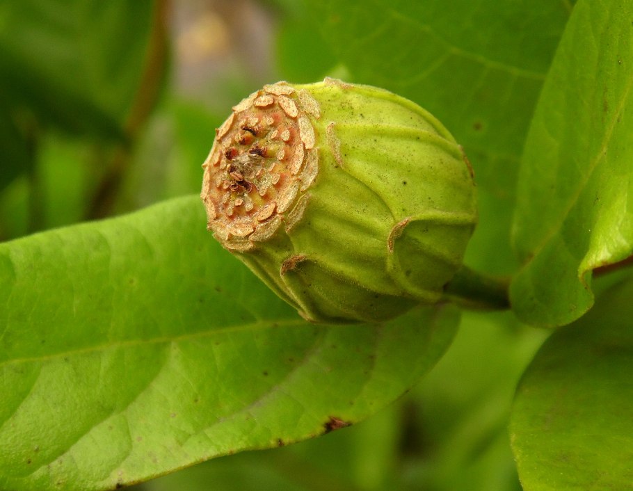 Каликант Calycanthaceae glauca