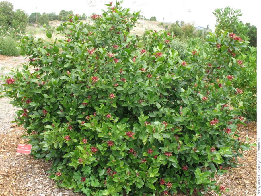 Каликант кустарник
