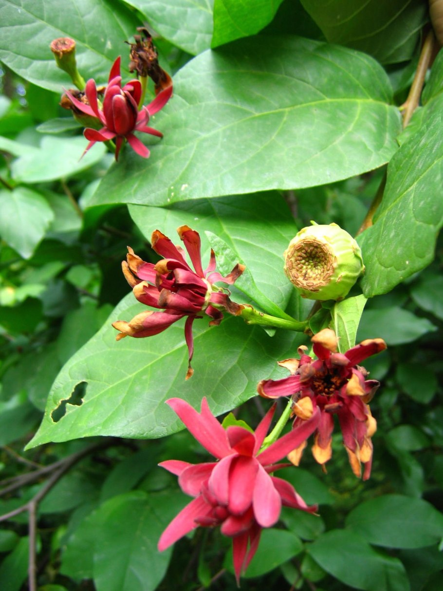 Calycanthus occidentalis