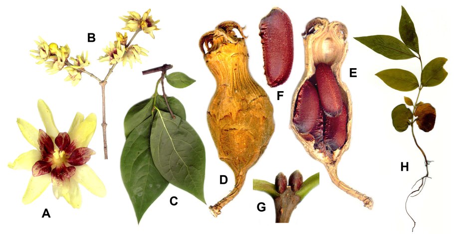 Chimonanthus Nitens