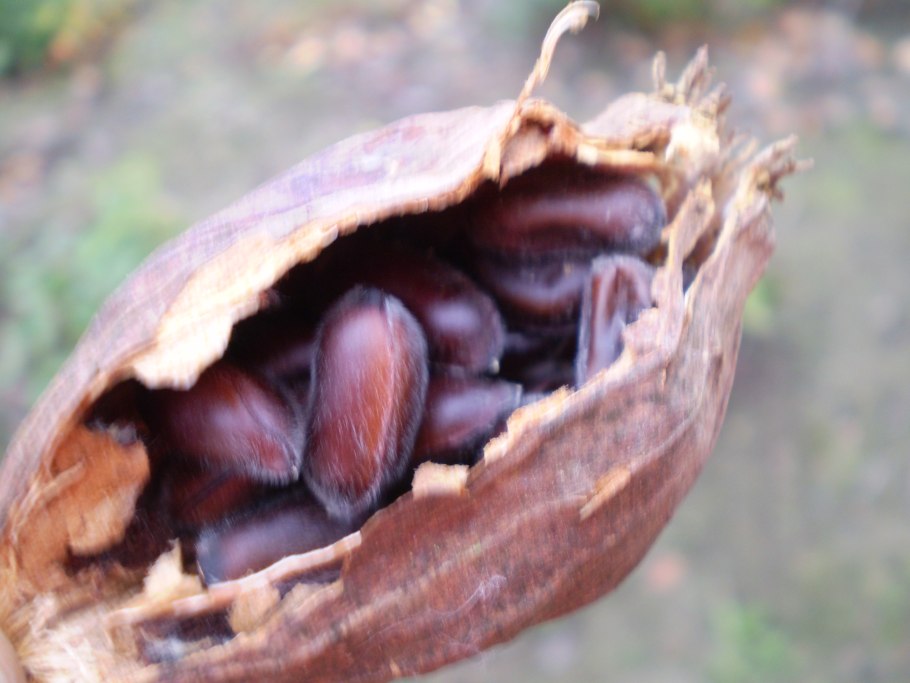 Calycanthus chinensis