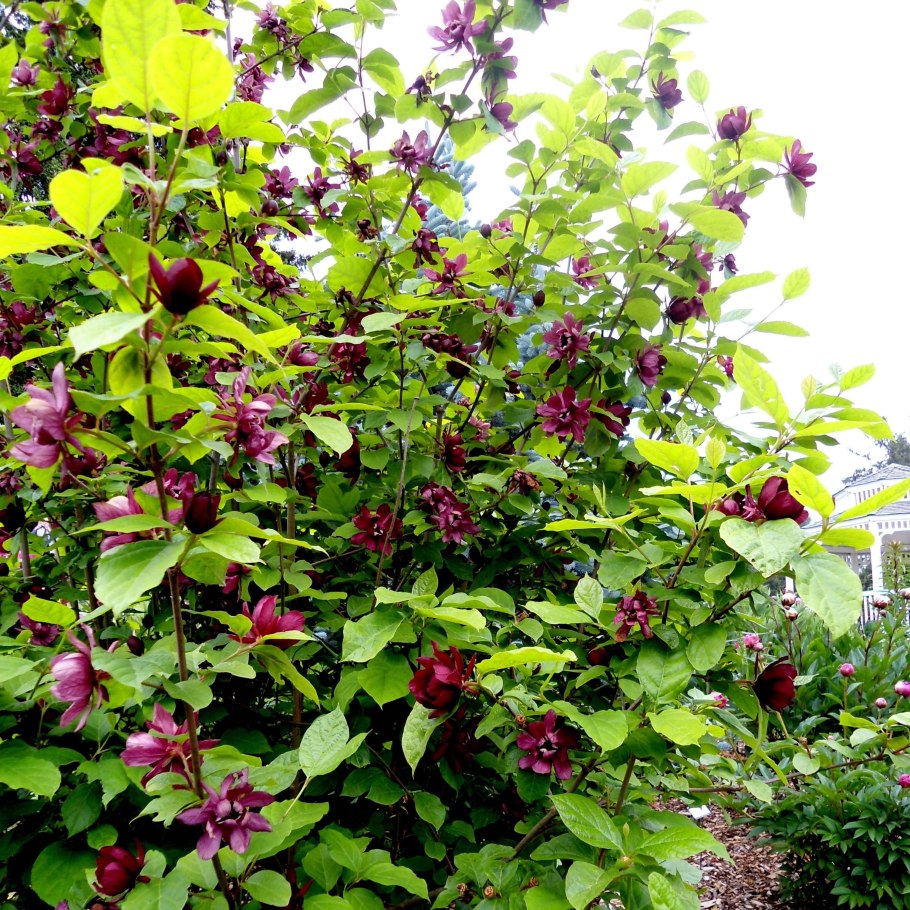 Calycanthus chinensis/Каликант китайский