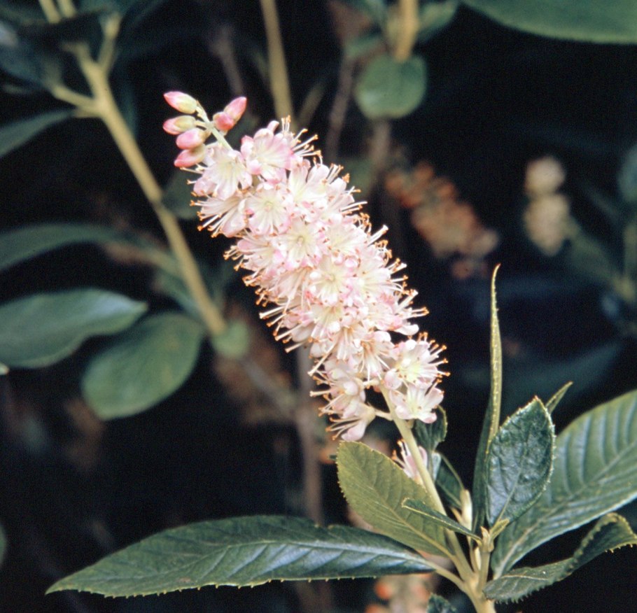 Chimonanthus praecox