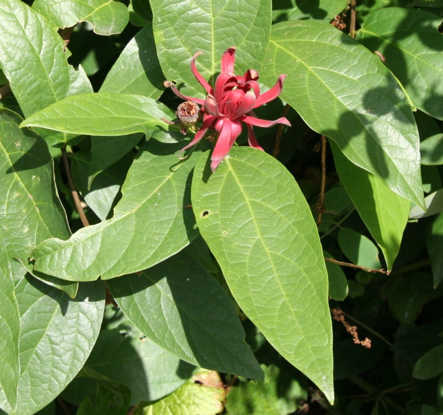 Calycanthus occidentalis