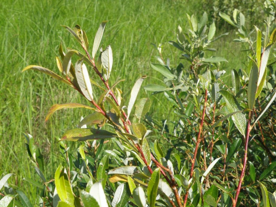 Ива грушанколистная