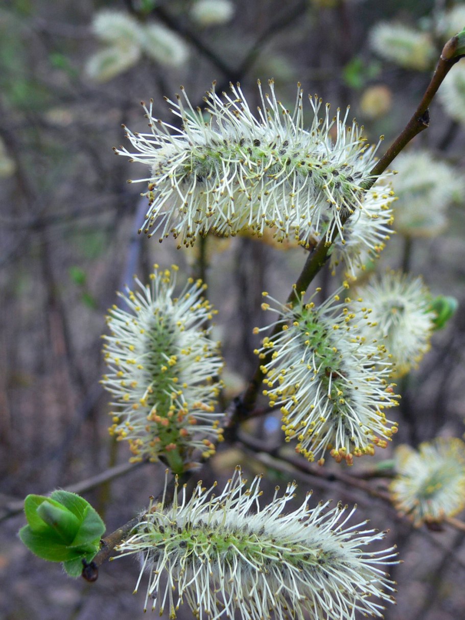 Salix myrsinifolia