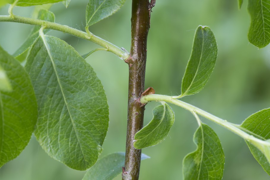Ива крушинолистная Salix rhamnifolia