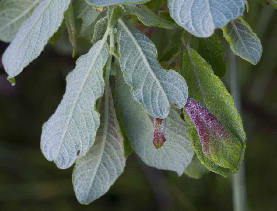 Salix phylicifolia l Ива филиколистная