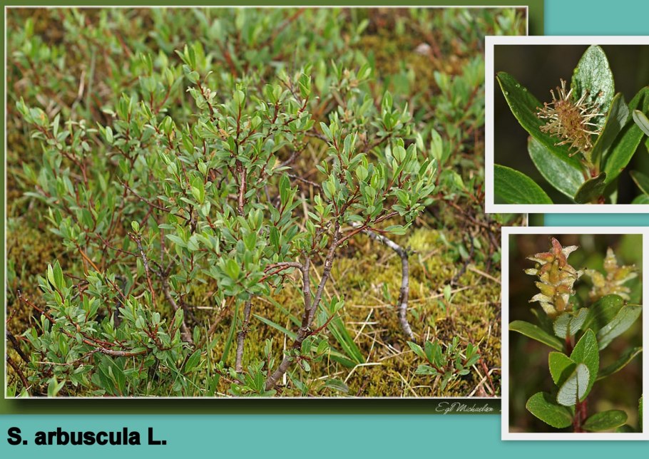 Ива древовидная фото