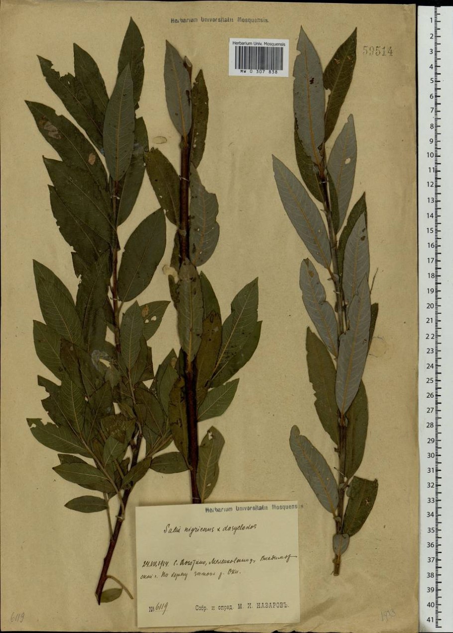 Ива Золотая плакучая