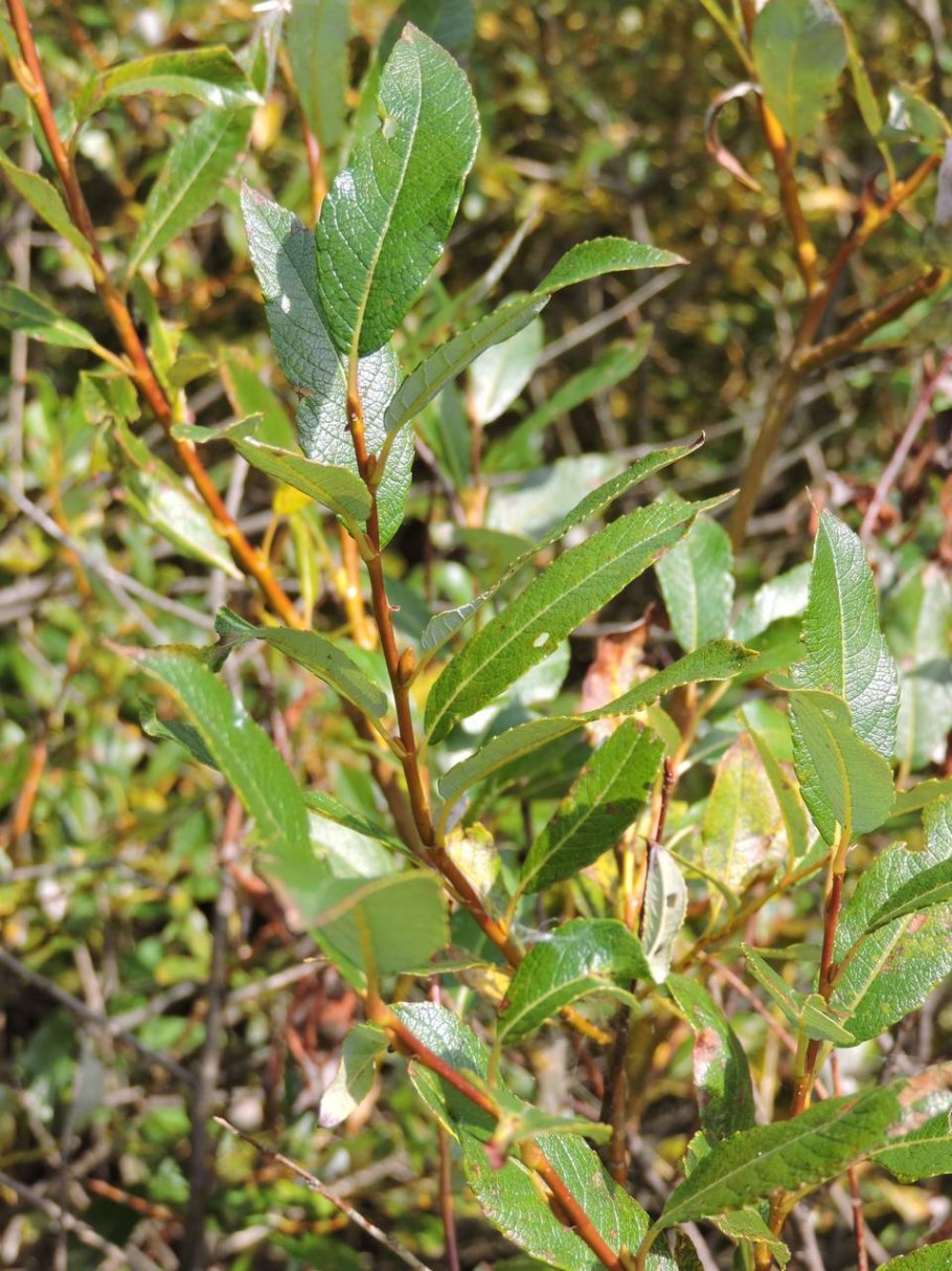 Salix phylicifolia кустарник