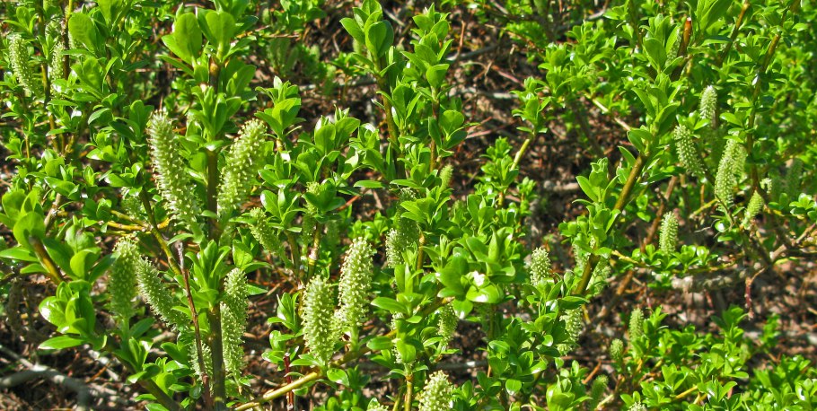 Ива гибридная стрела