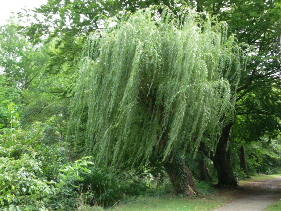 Salix arbuscula