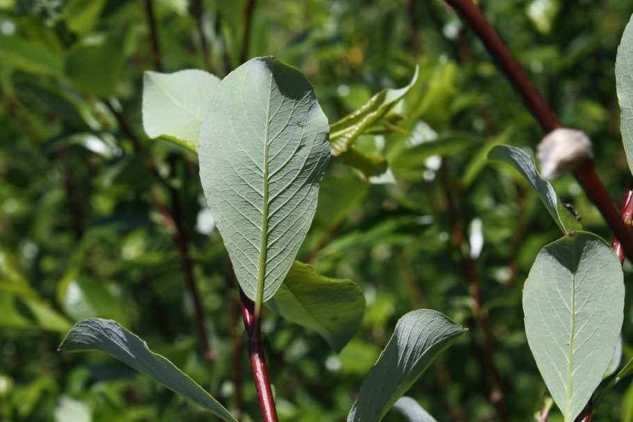 Salix phylicifolia