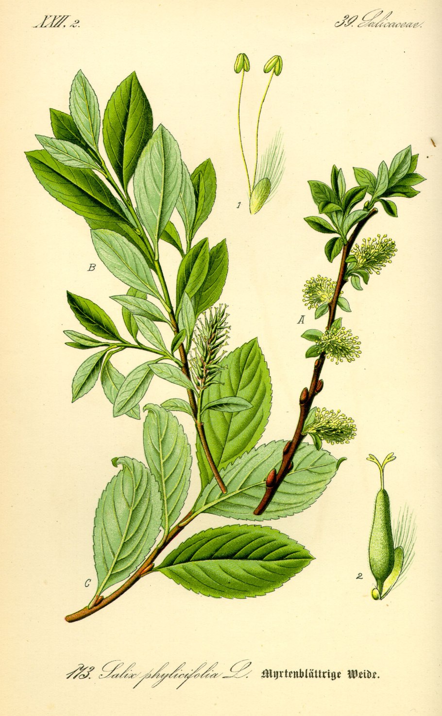 Salix phylicifolia