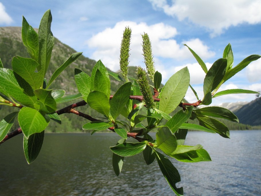 Ива филиколистная Salix phylicifolia