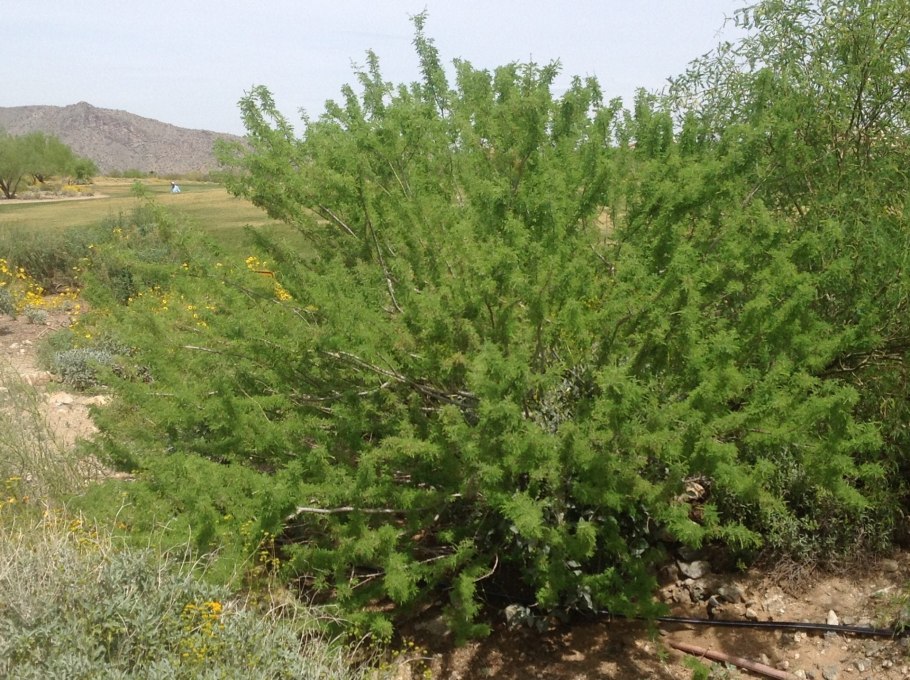 Ива шелковистая