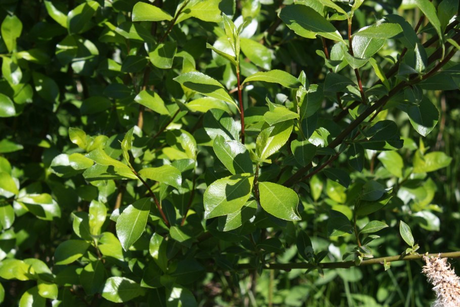 Salix phylicifolia