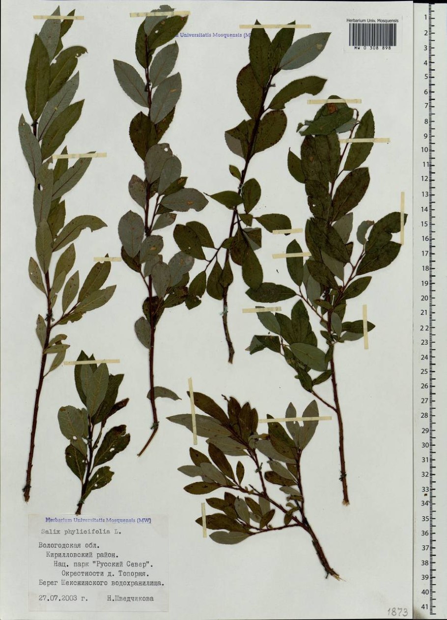 Ива сизоватая