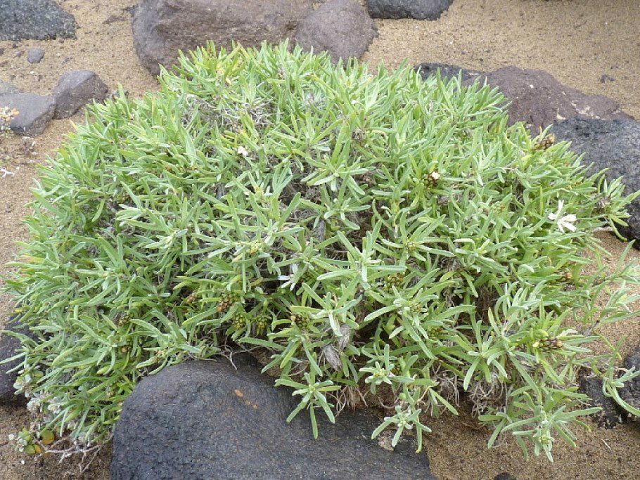 Ива увлажнённая синепобеговая.