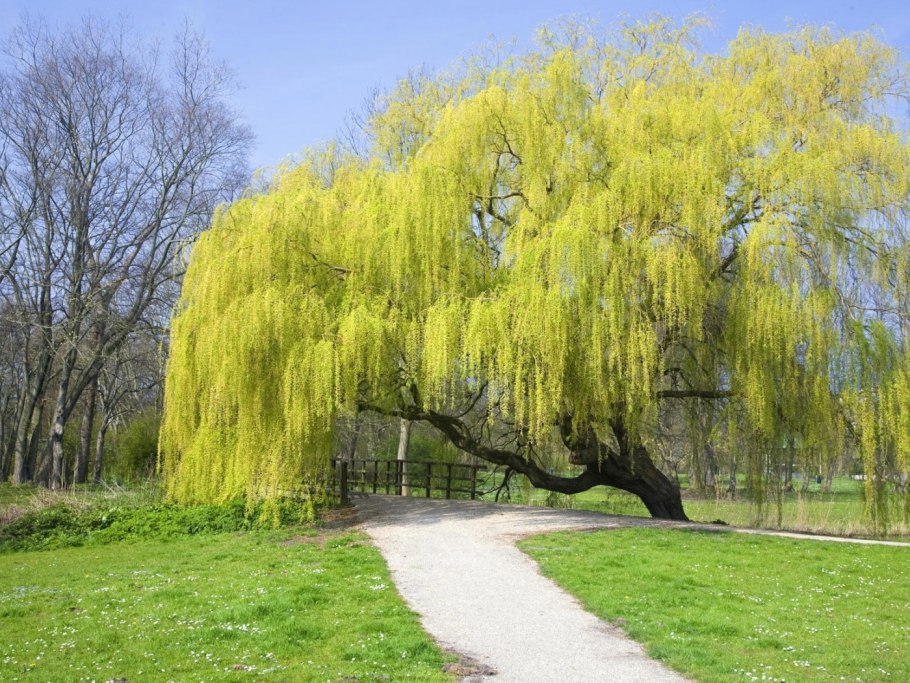 Ива железистолистная Salix phlebophylla