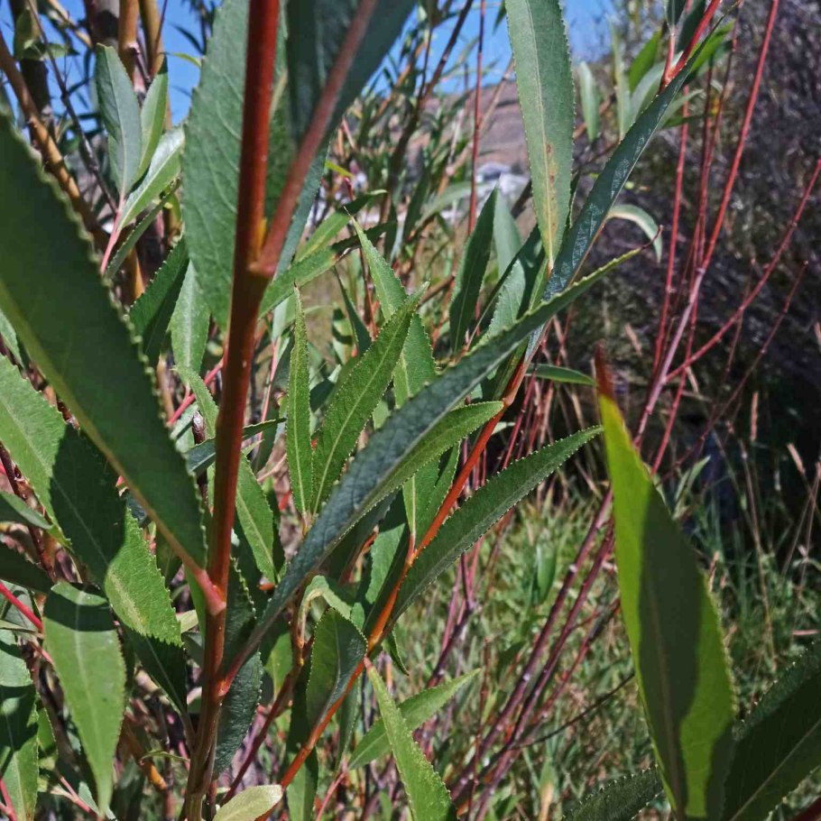 Salix phylicifolia куст