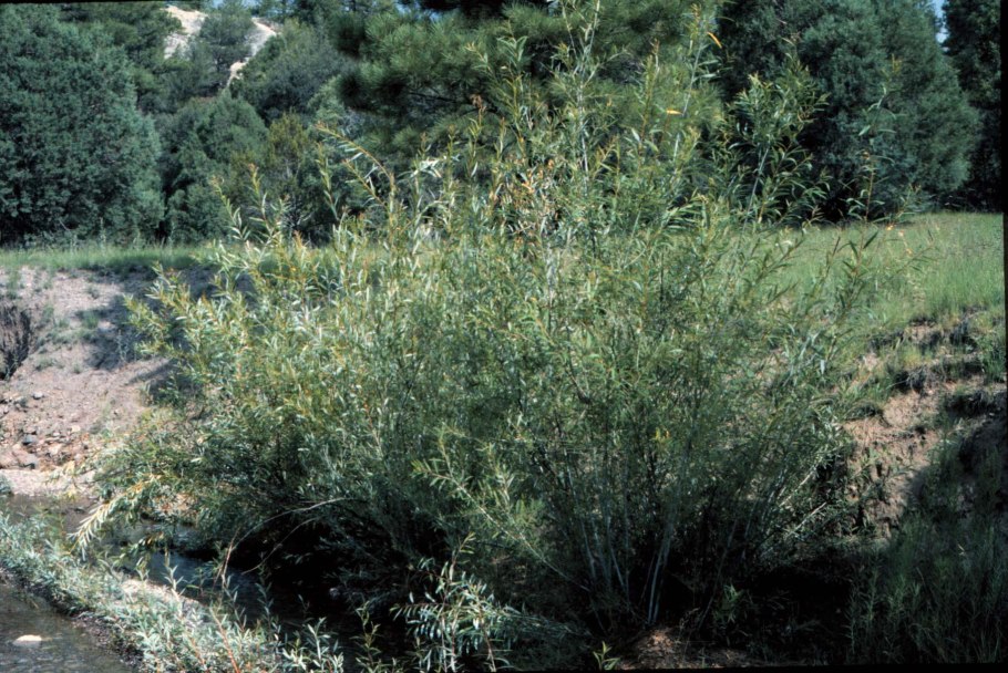 Ива Бреккэвиер