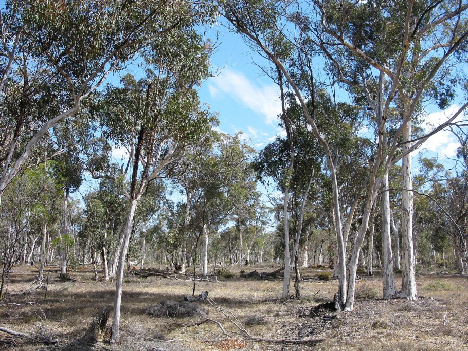 Эвкалипт дерево Крым
