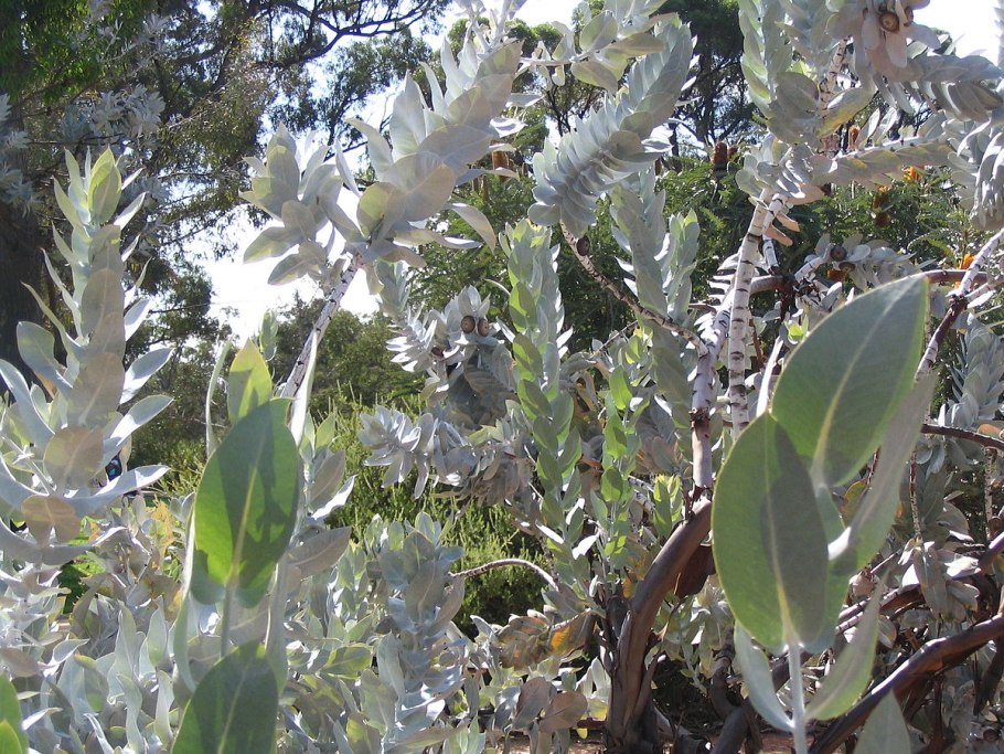 Эвкалипт это дерево или кустарник