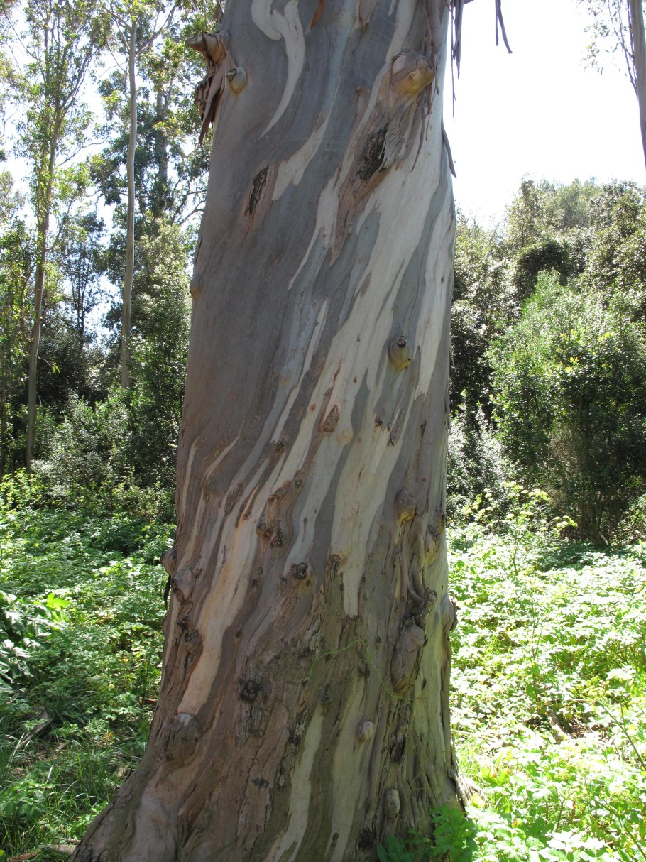 Эвкалипт Популус Голландия