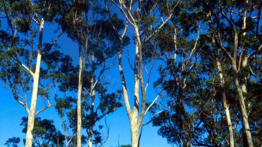 Eucalyptus tree