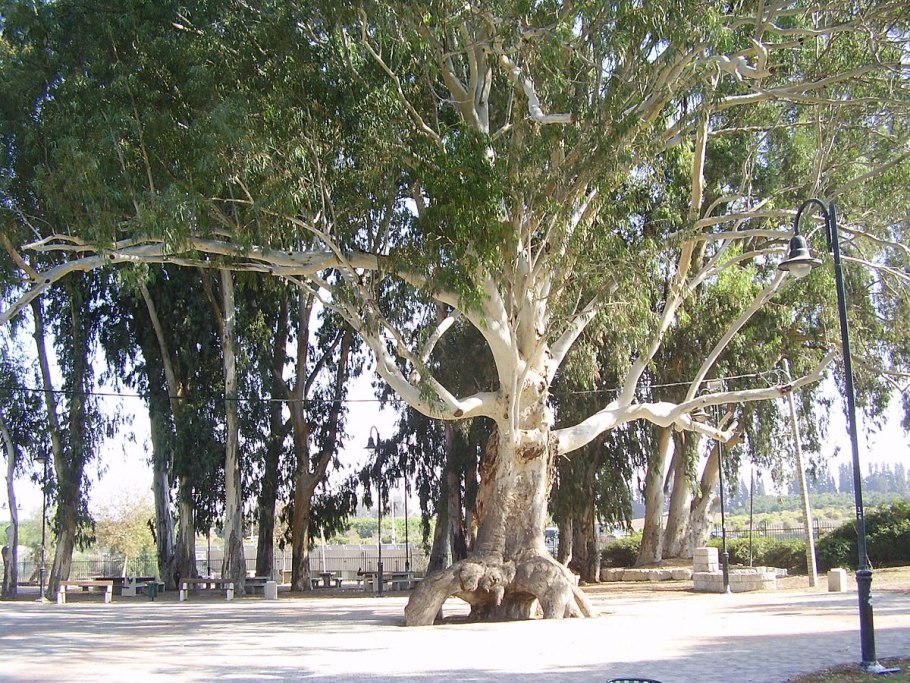 Эвкалипт малоцветковый