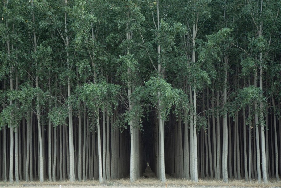 Кора орех скальный