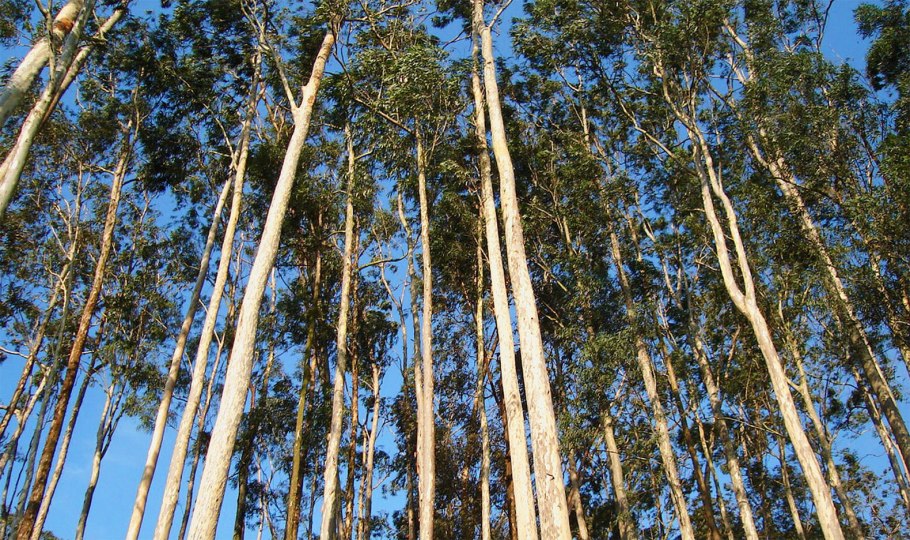 Листья эвкалипт полиантемо