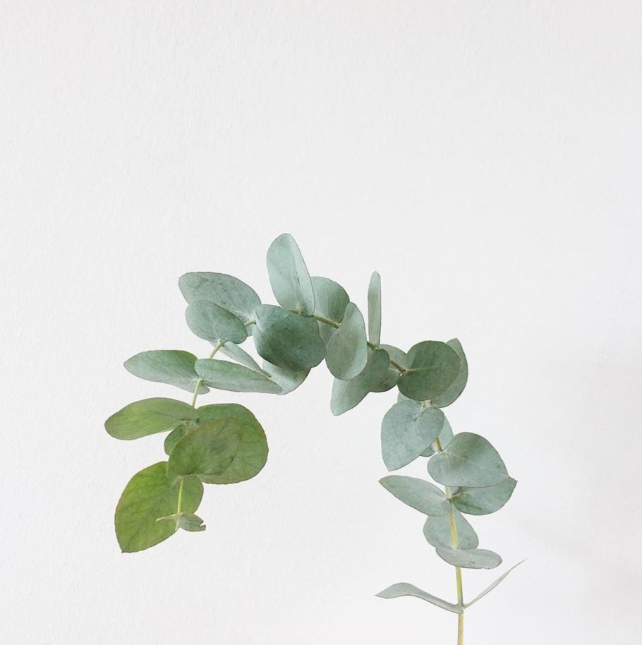 Эвкалипт манноносный