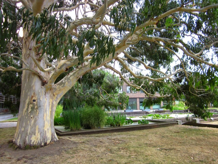 Лен эвкалипт