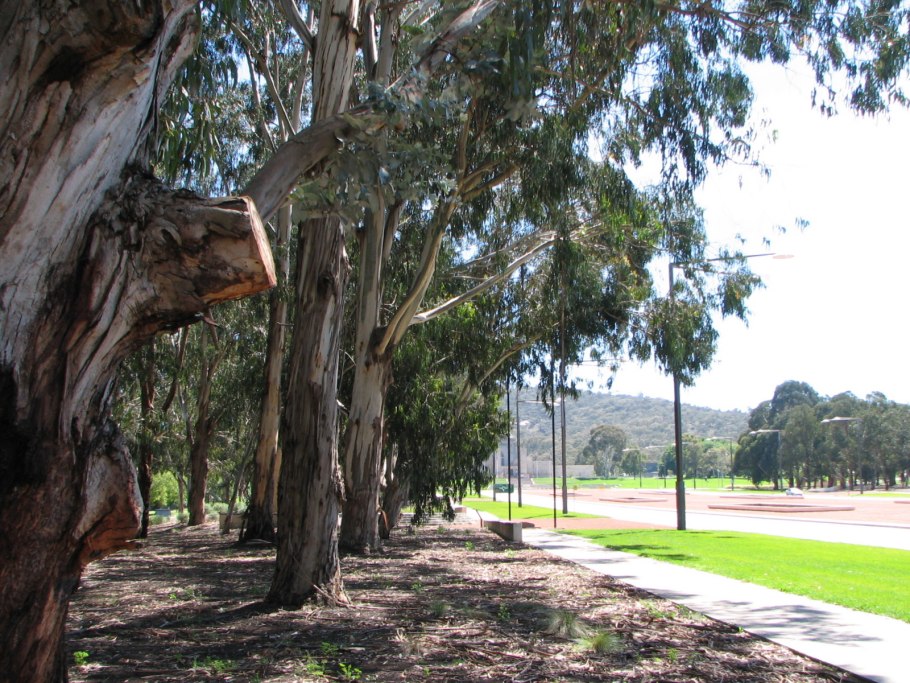 Эвкалипт Снеголюбивый
