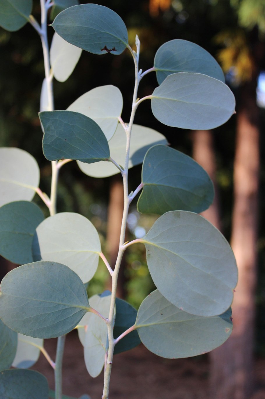 Eucalyptus obliqua