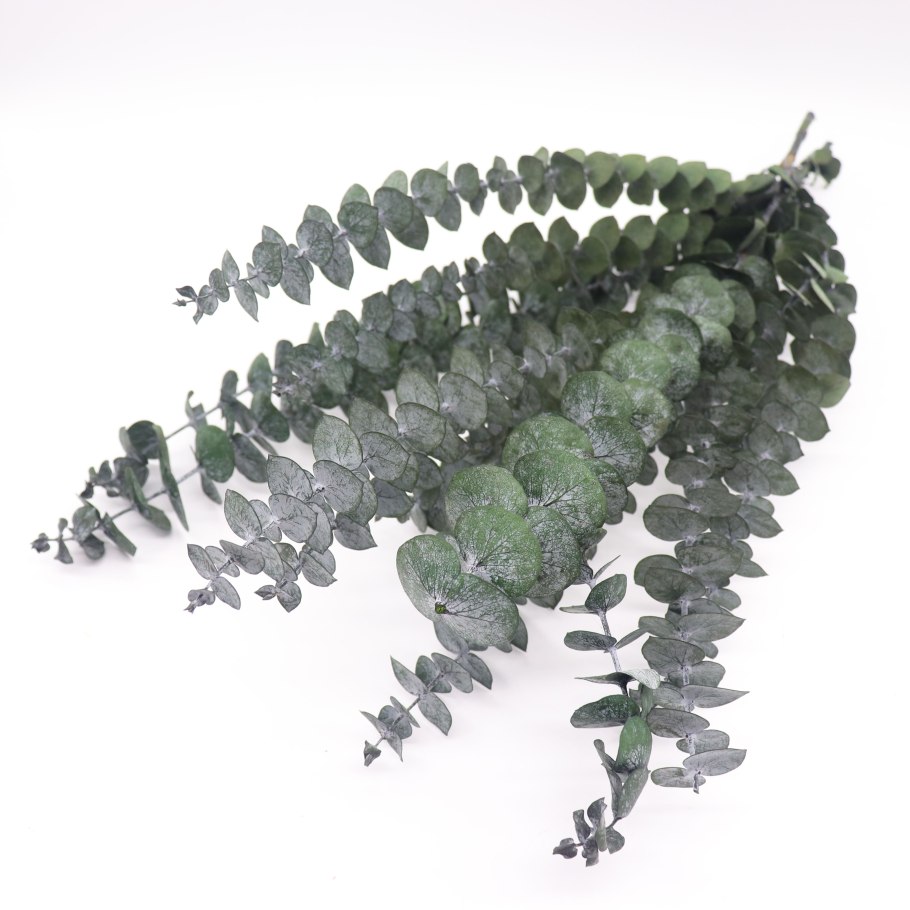 Эвкалипт железнодревесный