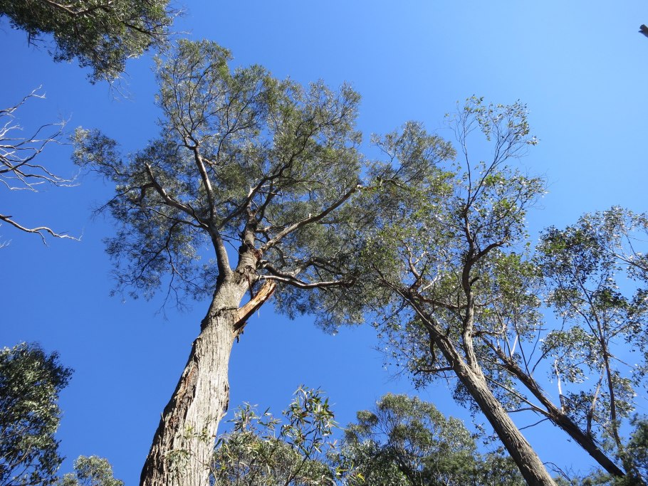 Эвкалипт ТОПОЛЕВИДНЫЙ