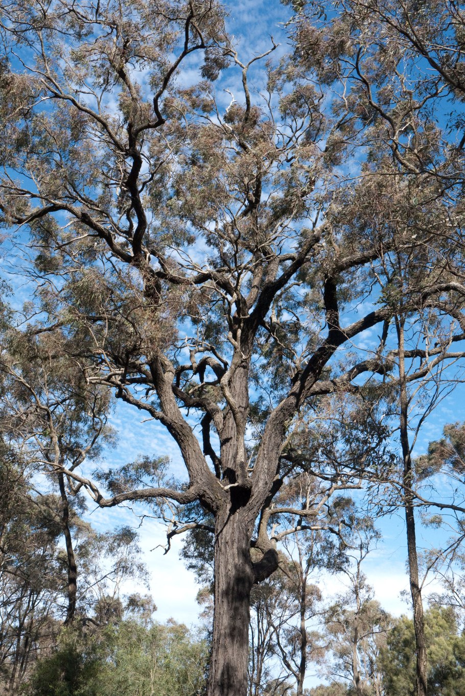 Eucalyptus sideroxylon