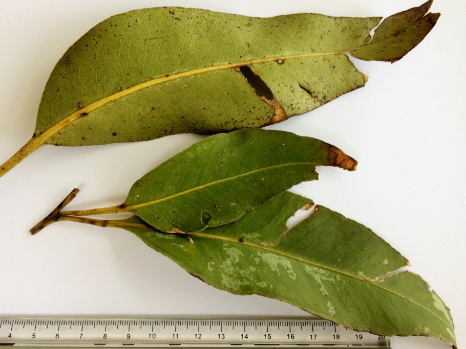 Эвкалипт царственный Тасмания