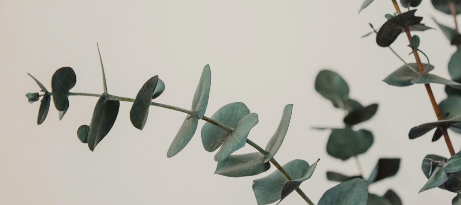 Эвкалипт Популифолия