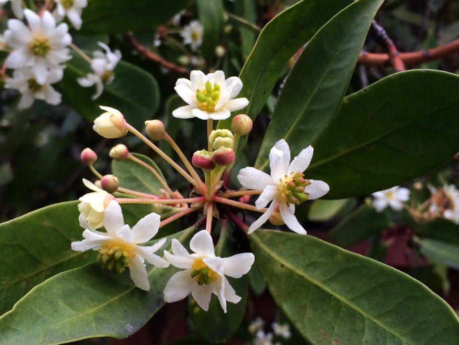 Дримис Винтера