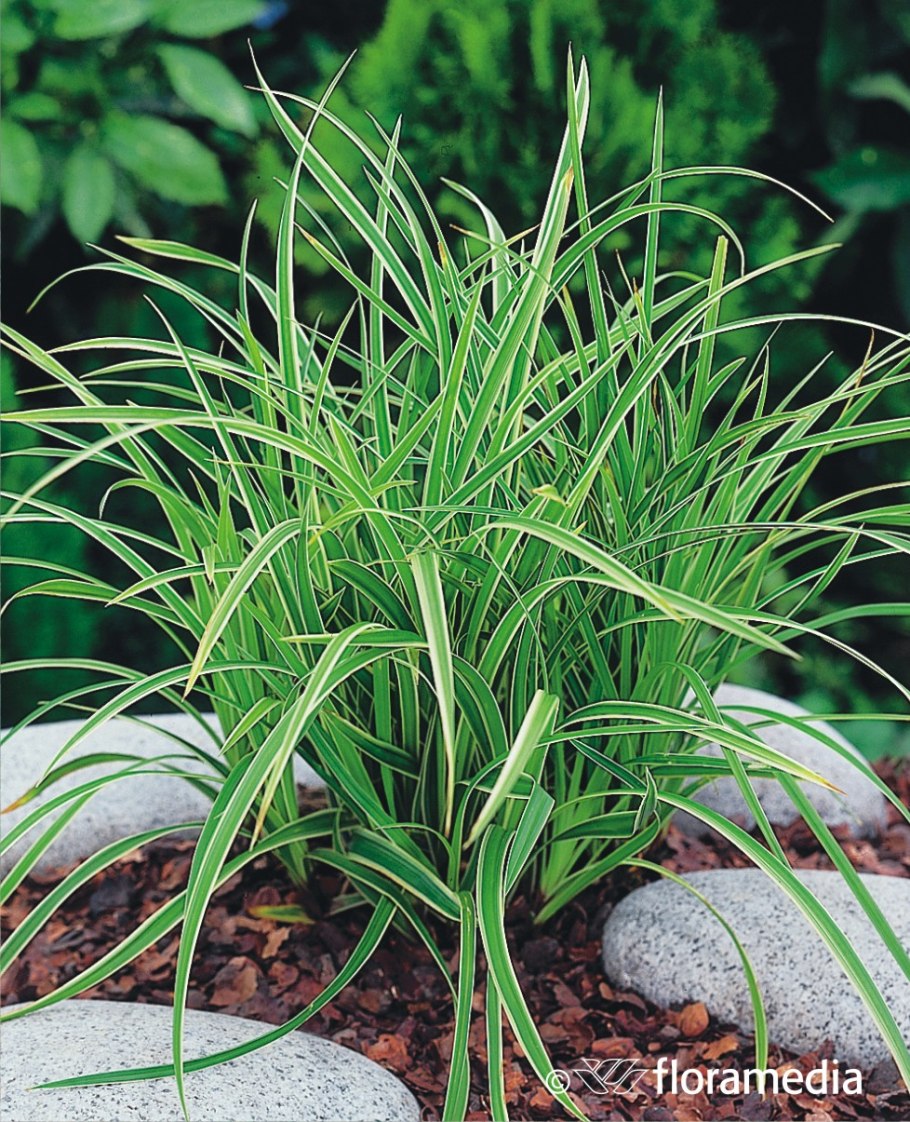 Осока прямоколосая (Carex atherodes)