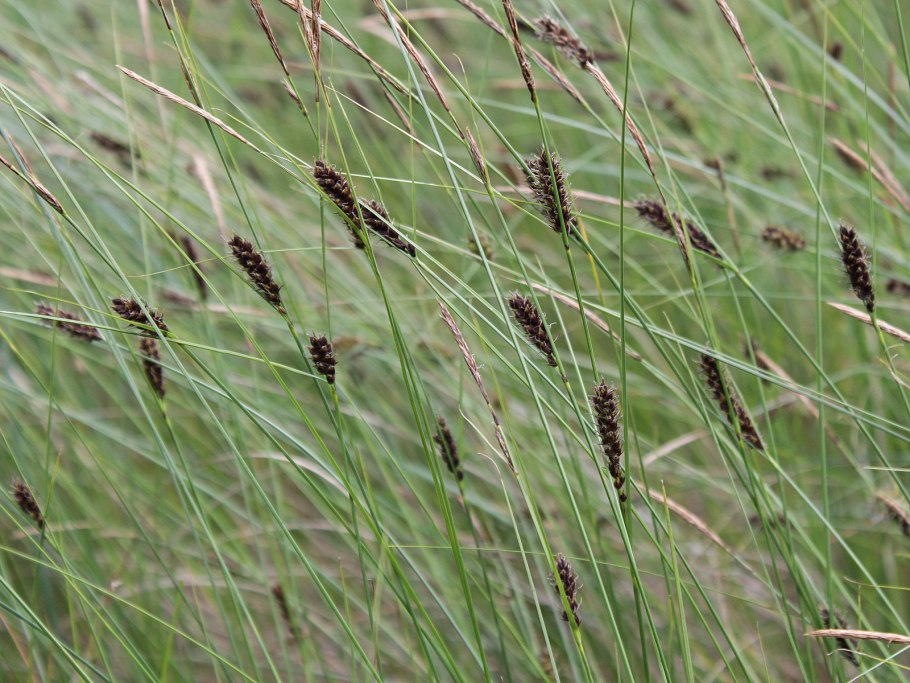 Carex lasiocarpa