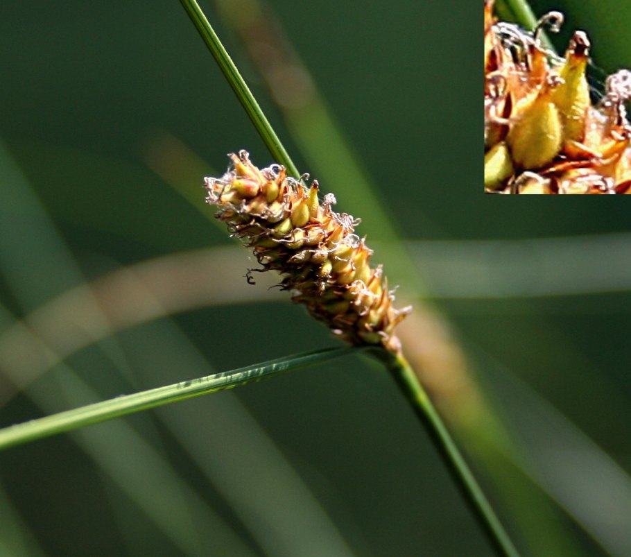 Осока волосистоплодная Carex lasiocarpa