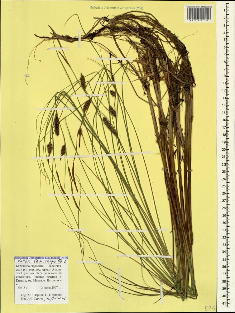 Carex juncella