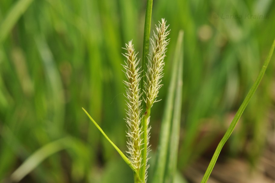 Carex leporina l.